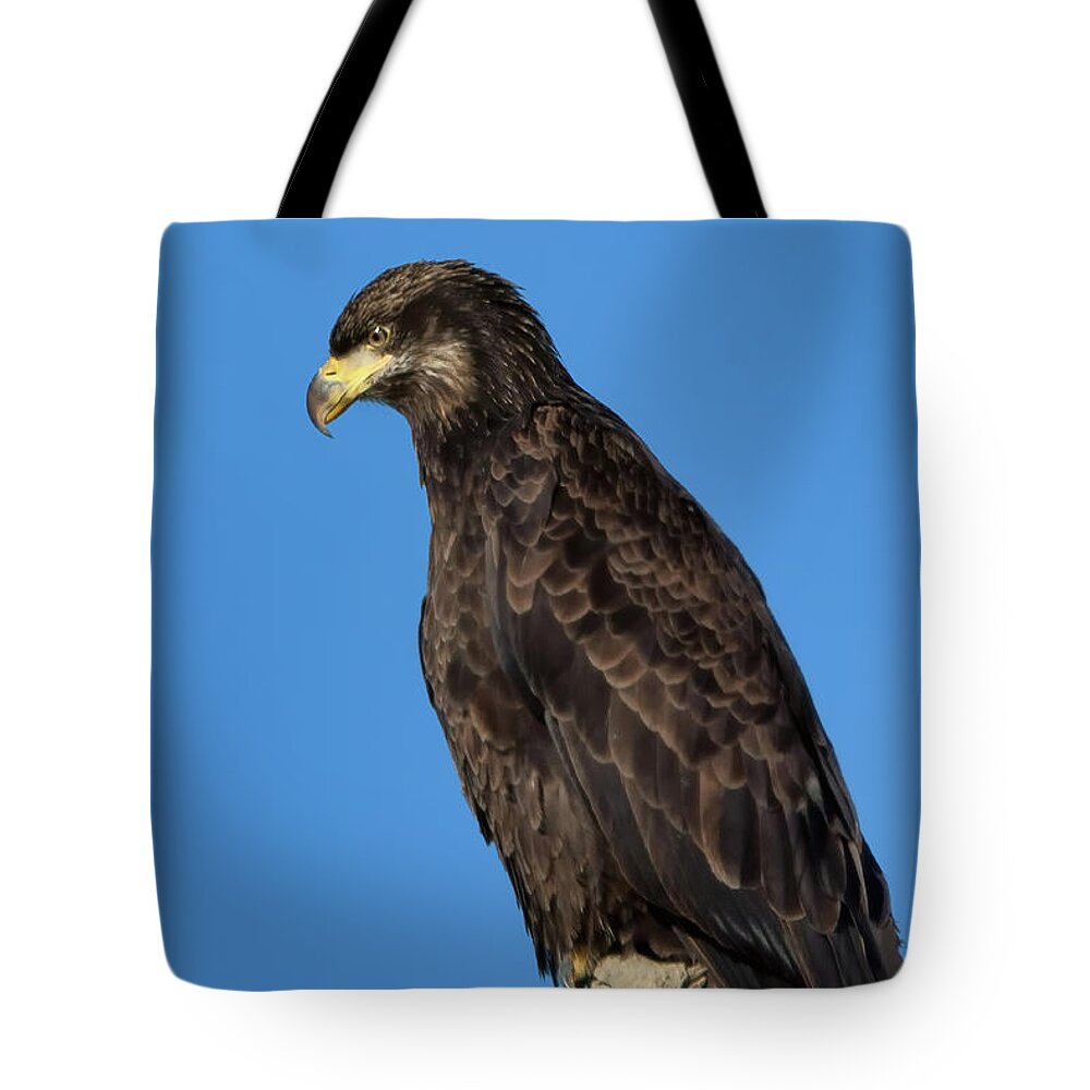American Bald Eagle Tote Bag featuring the photograph Young Bald Eagle by Kathleen Bishop