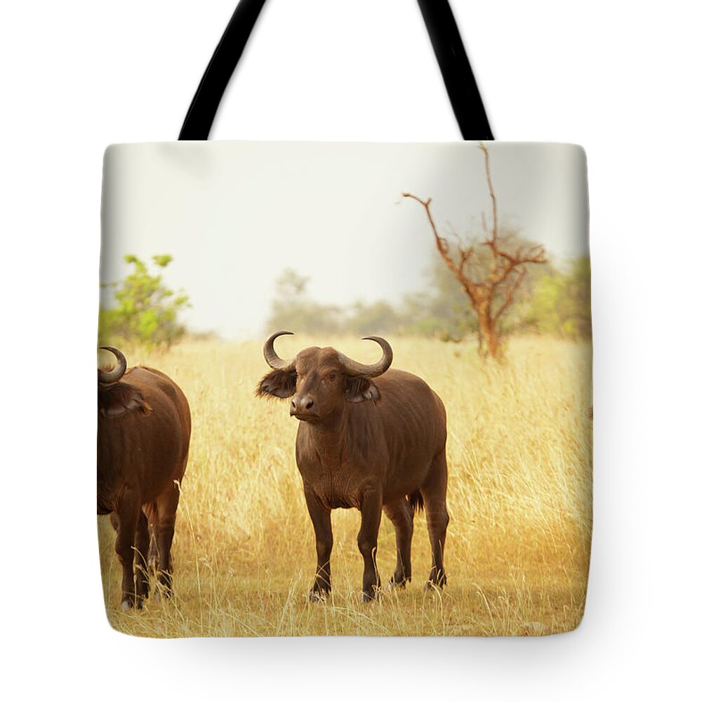 African Buffalo Tote Bag featuring the photograph Young Buffaloes In Murchison Falls by 1001slide