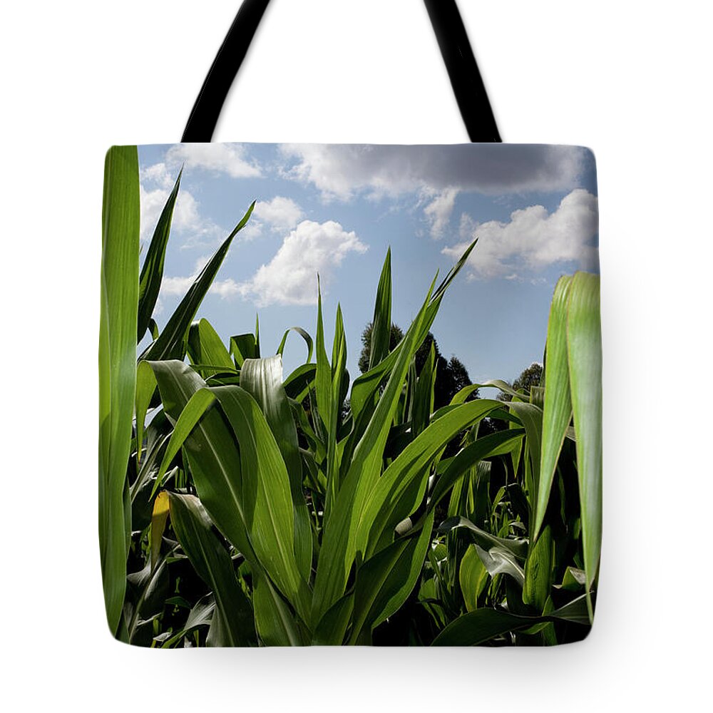 Kenya Tote Bag featuring the photograph Young Corn Plants Photographed Outside by Frank Rothe