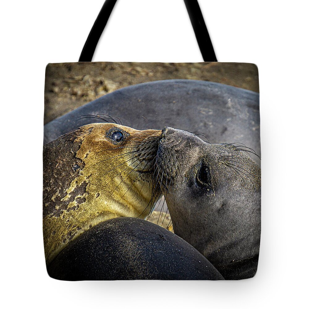 California Tote Bag featuring the photograph Young elephant seals by Donald Pash