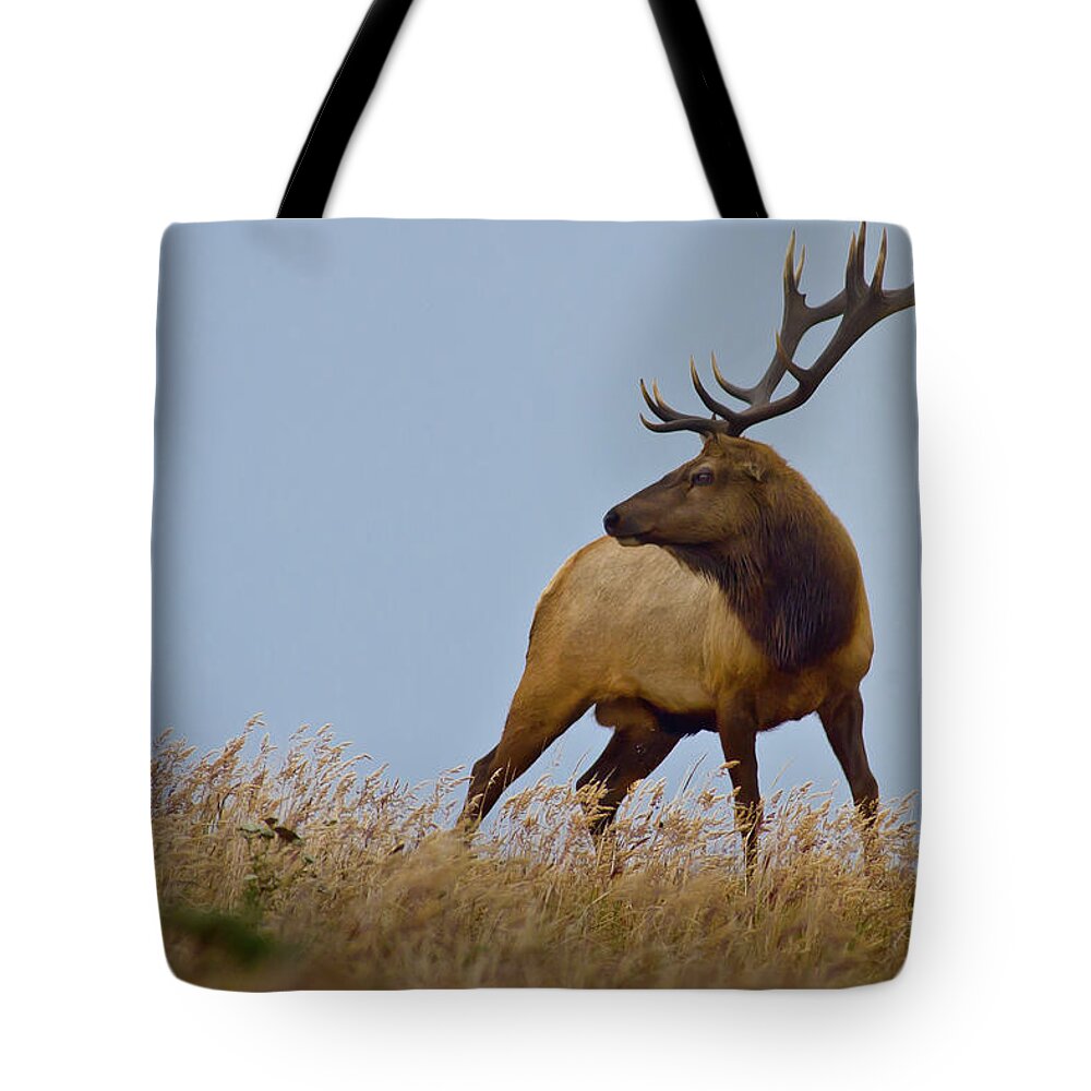 Grass Tote Bag featuring the photograph Young Elk by Steven Dosremedios