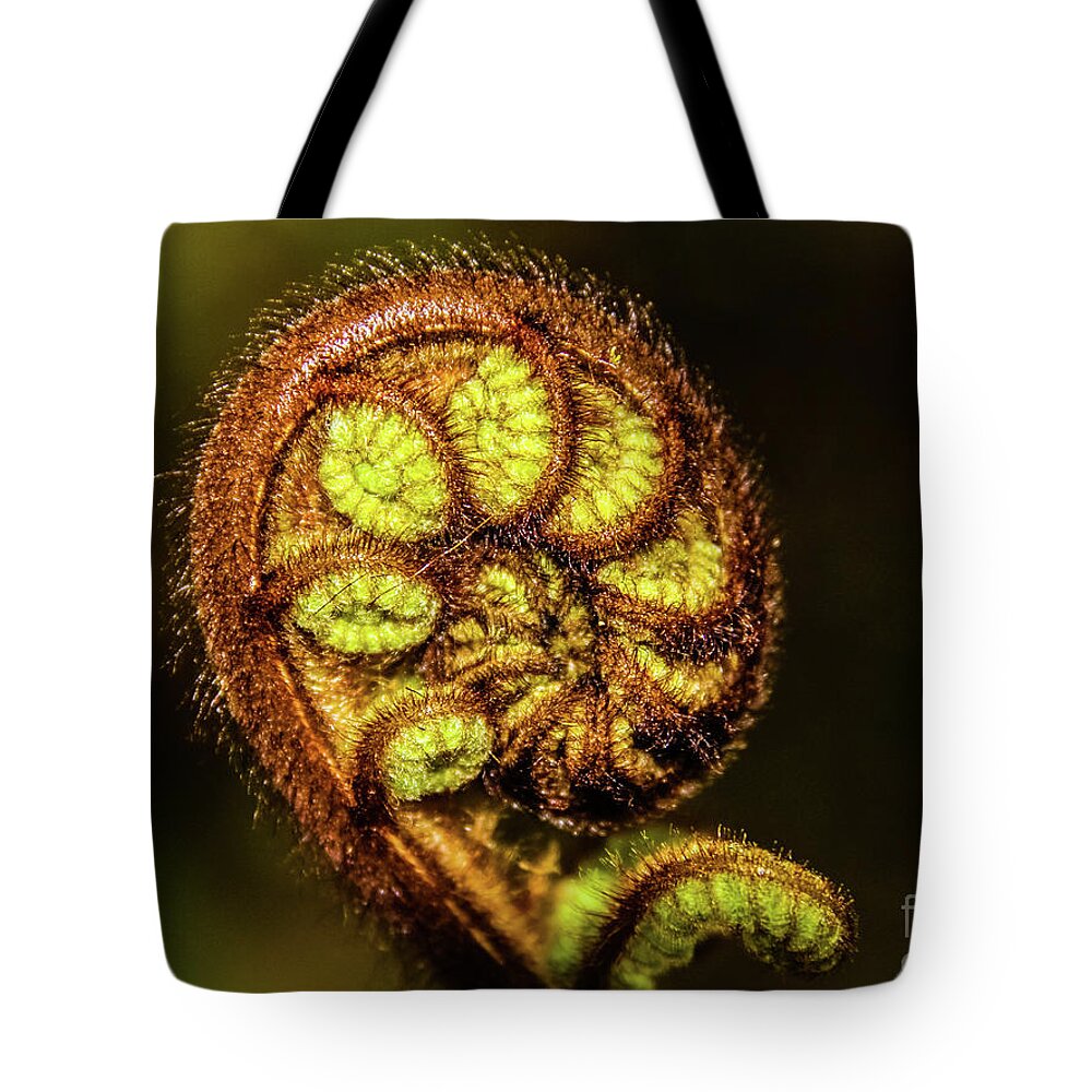 Fern Tote Bag featuring the photograph Young fern leaves by Lyl Dil Creations