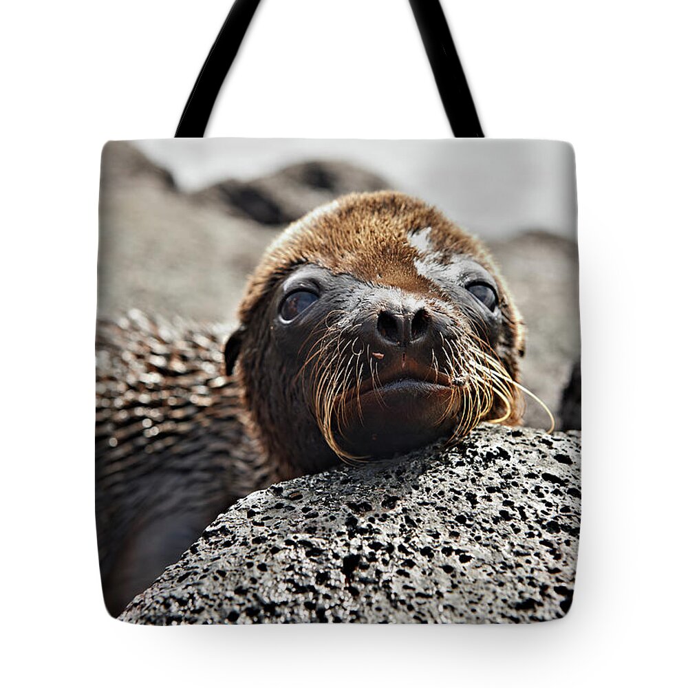 Galapagos Sea Lion Tote Bag featuring the photograph Young Galapagos Sea Lion, Zalophus by Juergen Ritterbach