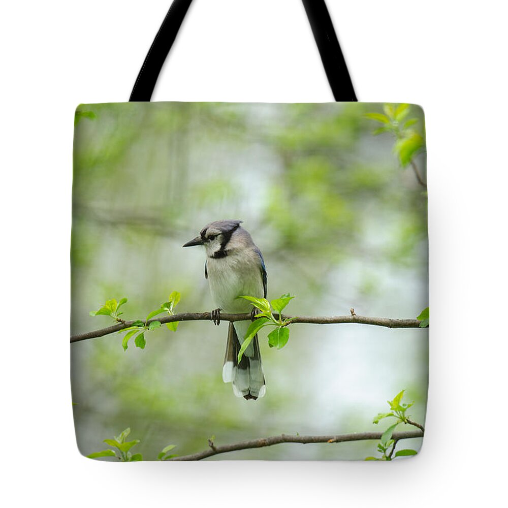 Bluejay Tote Bag featuring the photograph Young Jay Thinking by Kristin Hatt