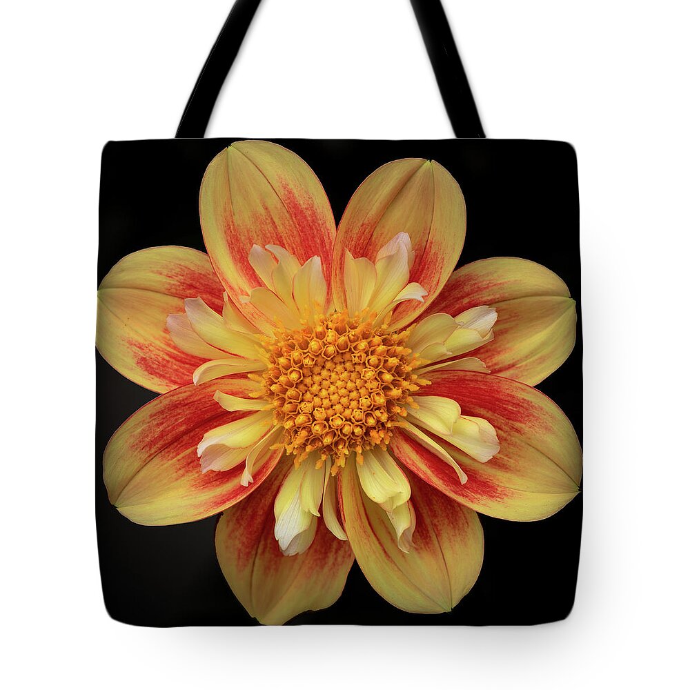 105mm Tote Bag featuring the photograph You're a Star by Laura Macky
