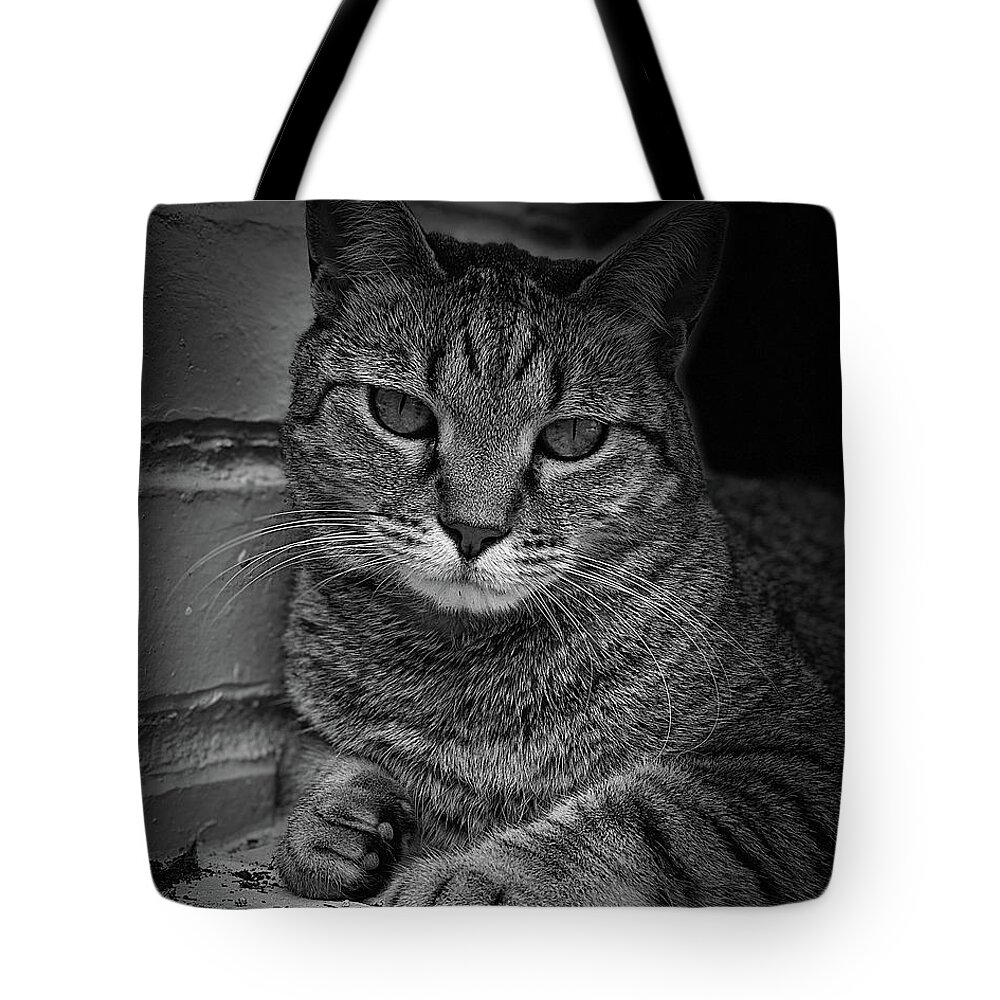 Cat Tote Bag featuring the photograph Yuki Cat BW Portrait by David G Paul