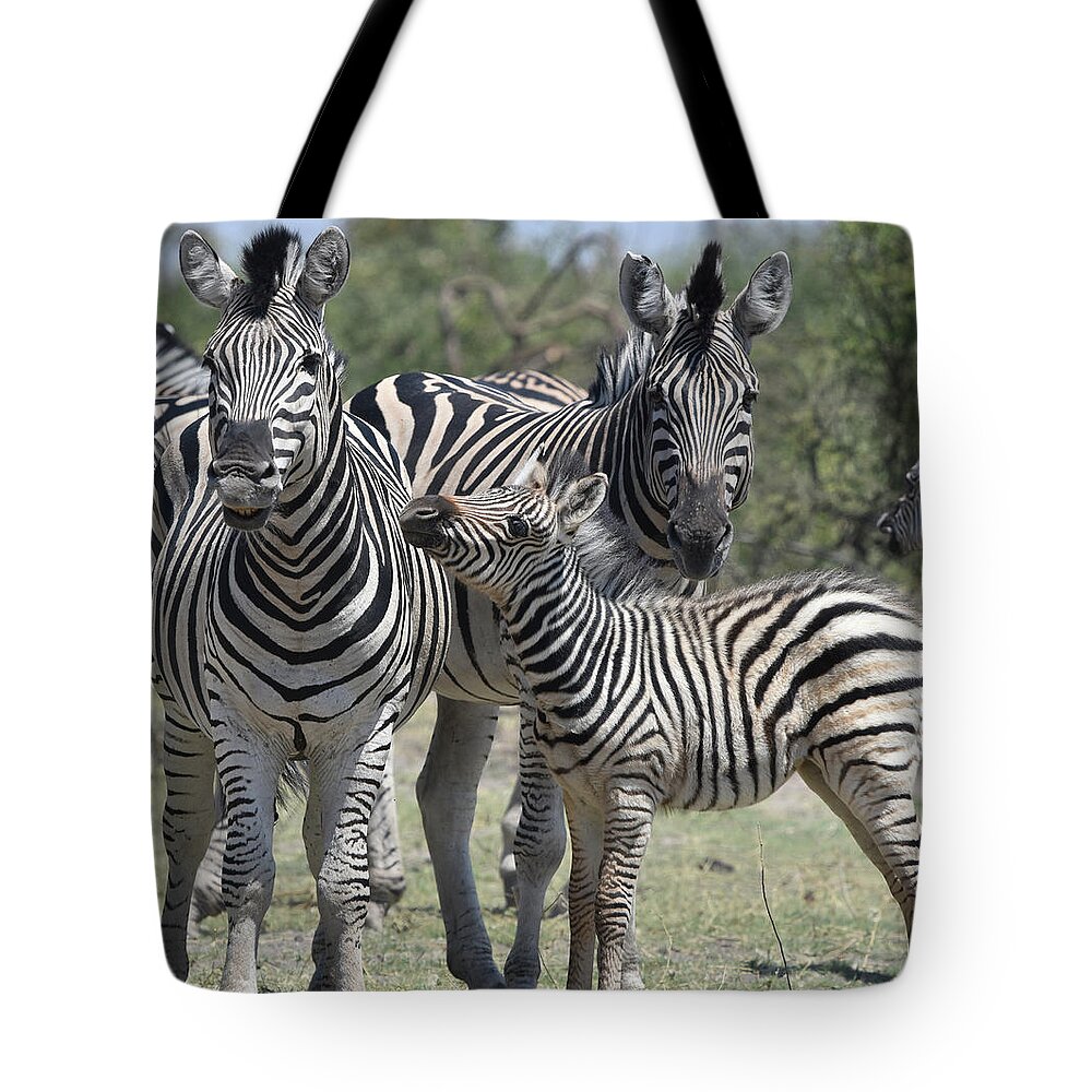 Zebra Tote Bag featuring the photograph Zebra Family by Ben Foster
