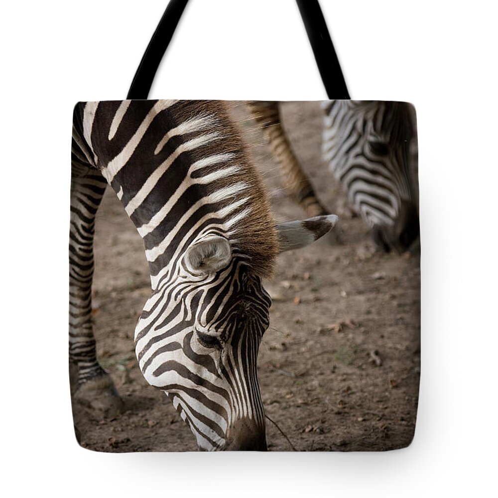 Animal Themes Tote Bag featuring the photograph Zebra Mother And Baby by Holly Hildreth