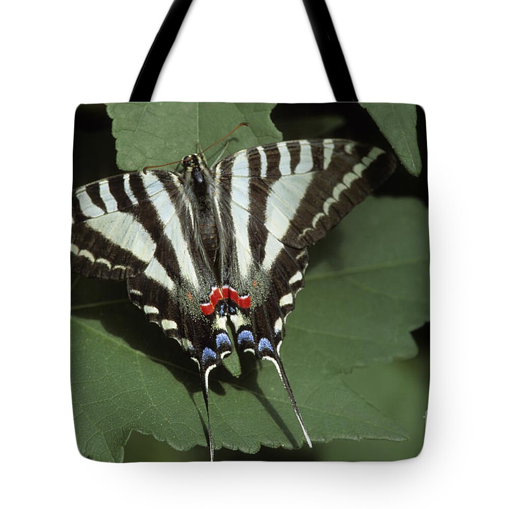 Victoria Butterfly Gardens Tote Bags