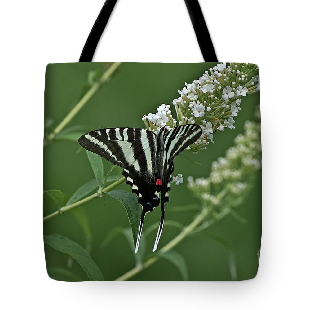 Zebra Swallowtail Tote Bag featuring the photograph Zebra Swallowtail on Butterfly Bush by Robert E Alter Reflections of Infinity
