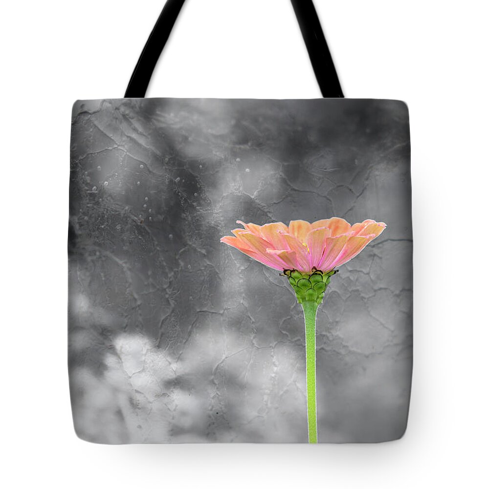 Zinnia Flower Tote Bag featuring the photograph Zinnia 2018-1 by Thomas Young