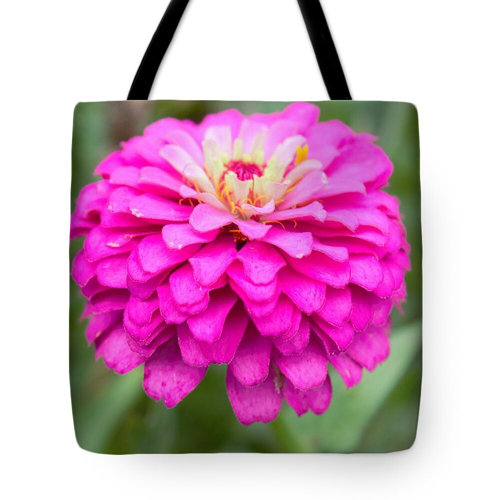Flowers Tote Bag featuring the photograph Zinnia Variation 2 by Ali Baucom