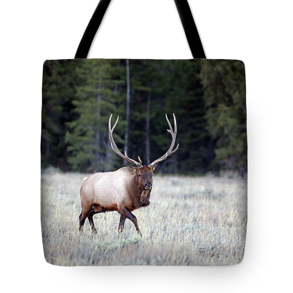 Elk Tote Bag featuring the photograph 2020 Bull Elk #1 by Jean Clark