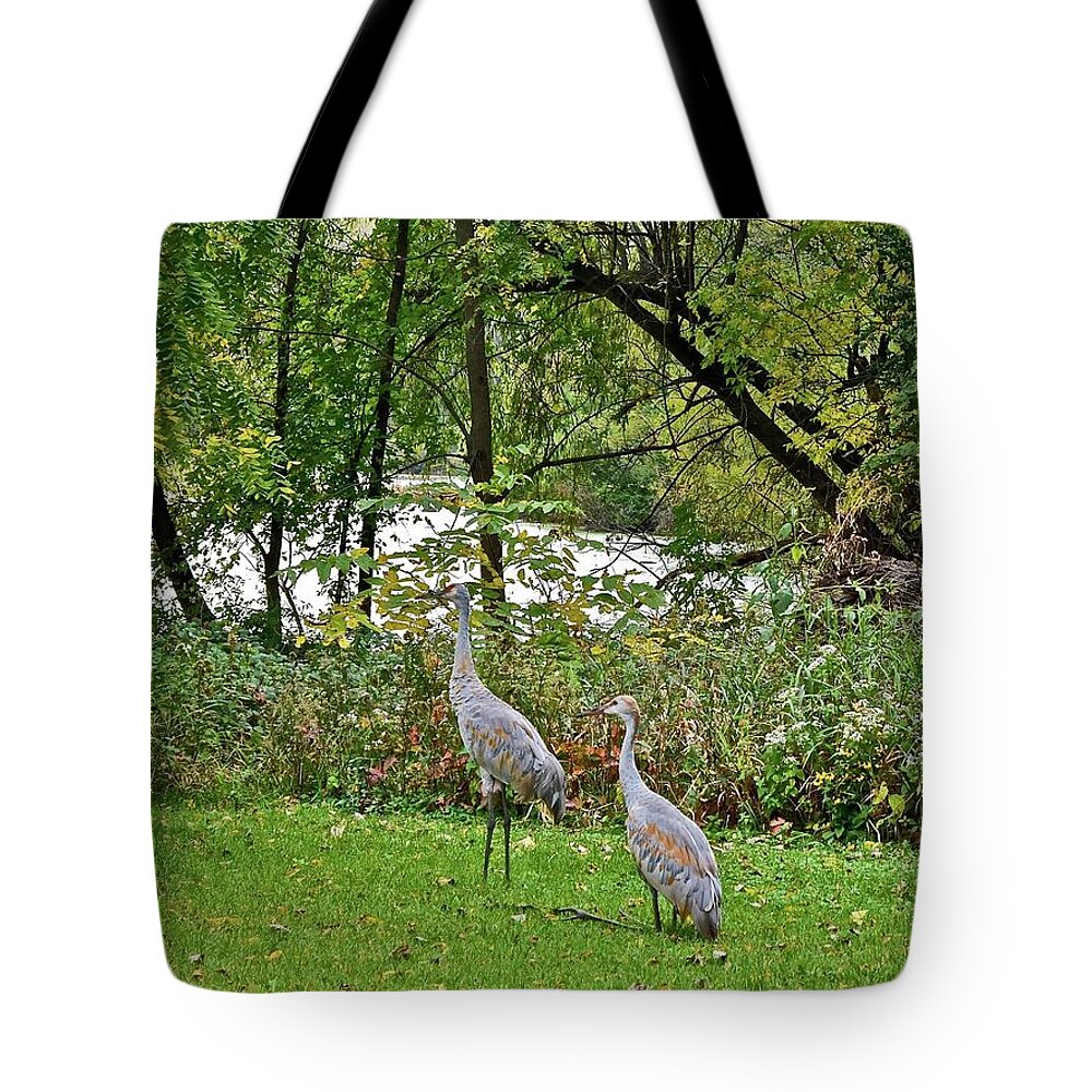 Sandhill Crane; Backyard; Birds; Tote Bag featuring the photograph 2021 Fall Sandhill Cranes 8 by Janis Senungetuk