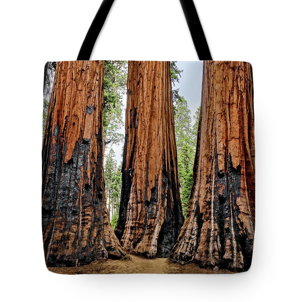 Sequoia National Park Tote Bag featuring the photograph Admiring Giants #1 by Brett Harvey