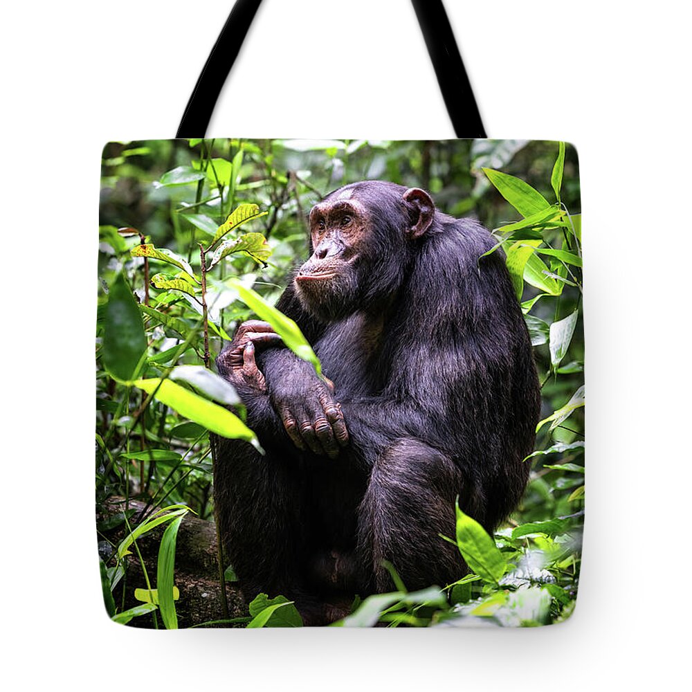 Adult Tote Bag featuring the photograph Adult chimpanzee, pan troglodytes, in the tropical rainforest of #1 by Jane Rix