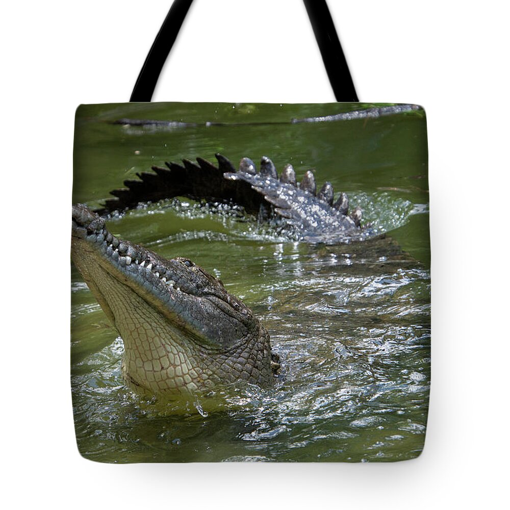 Crocodile Tote Bag featuring the photograph American Crocodile #2 by Carolyn Hutchins