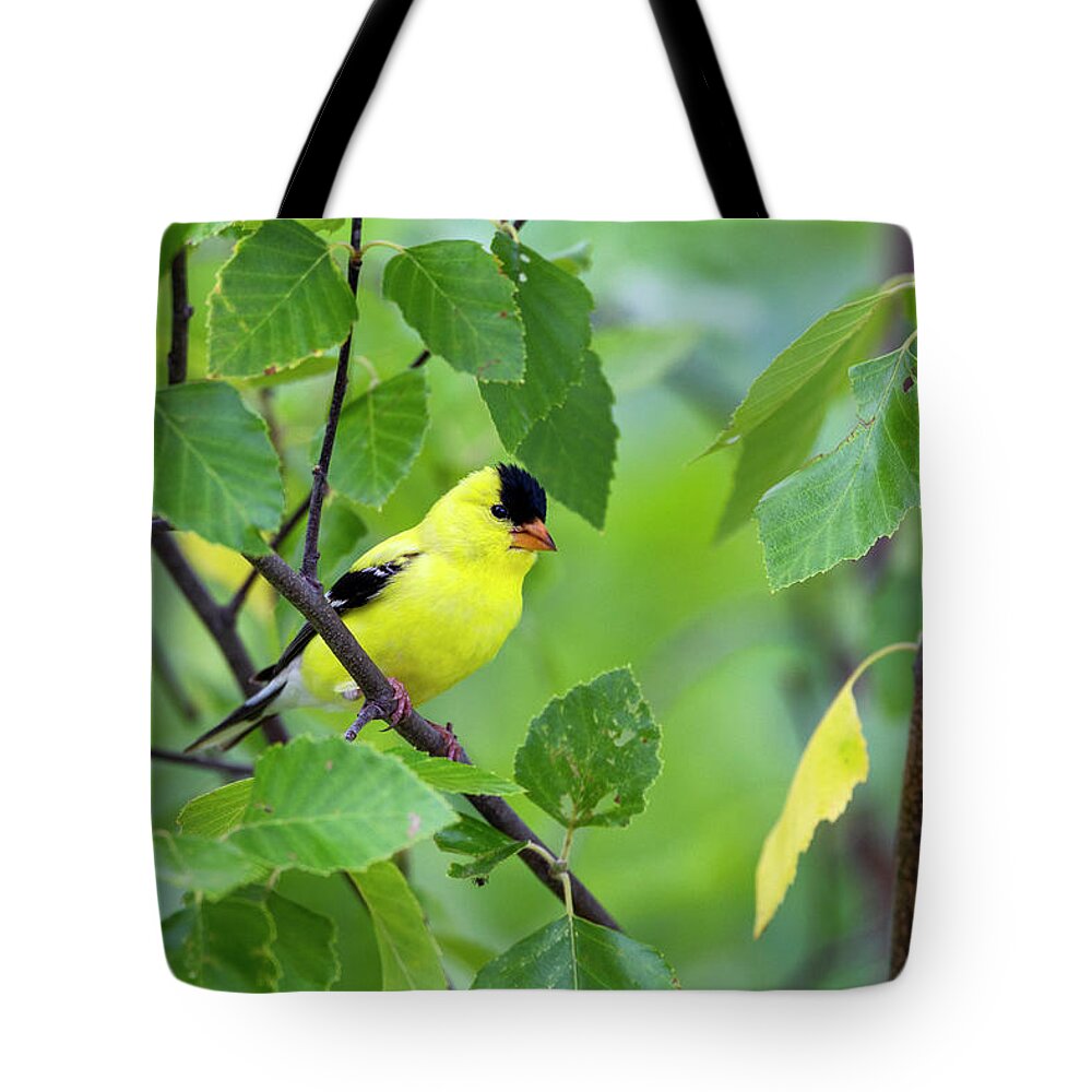 American Tote Bag featuring the photograph American Goldfinch #1 by Al Mueller