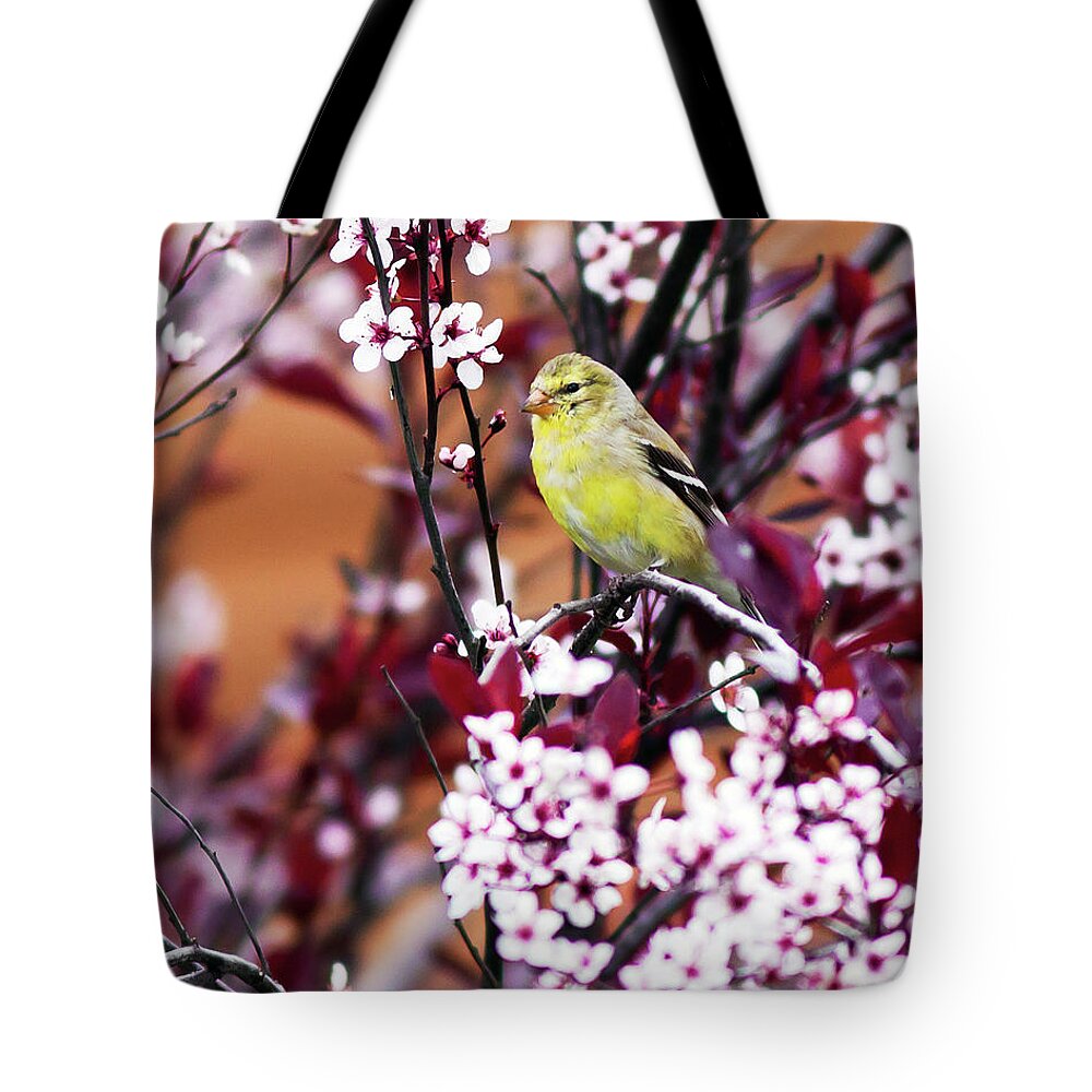 American Goldfinch Tote Bag featuring the photograph American Goldfinch #1 by John Rowe