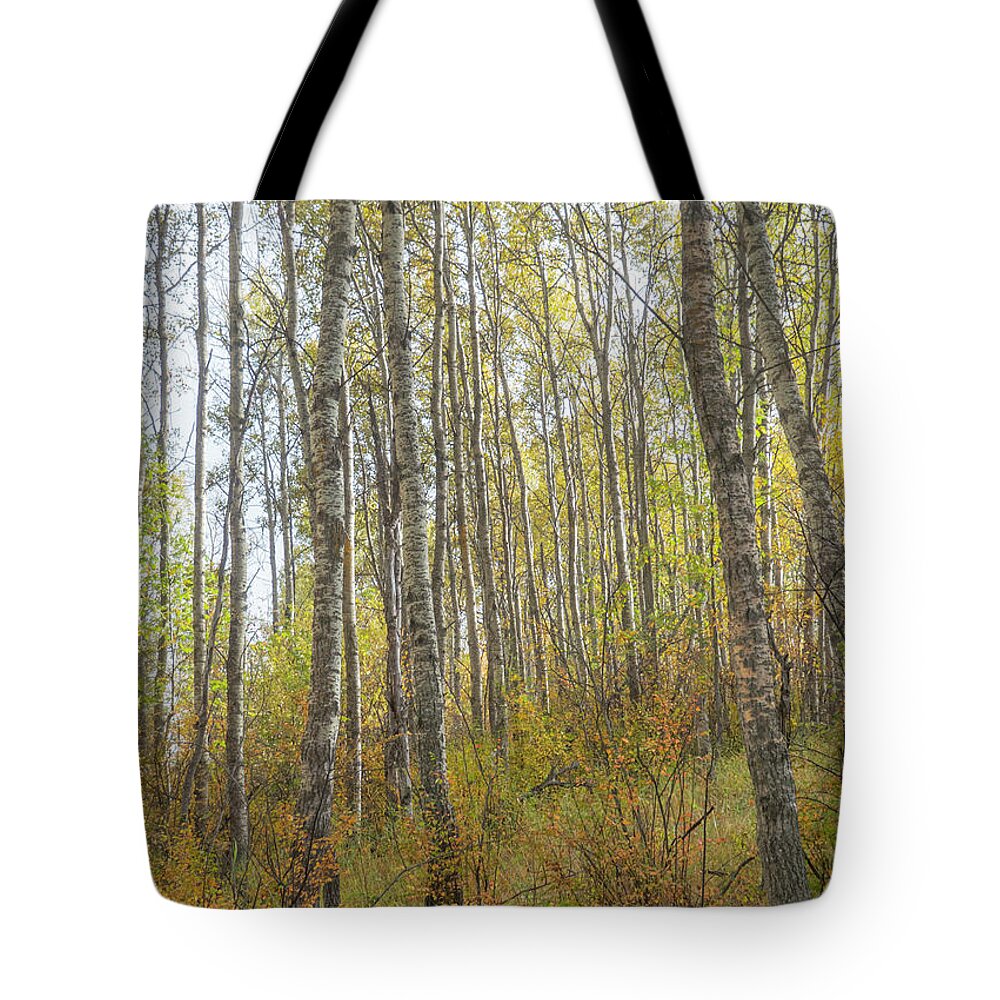 Woods Tote Bag featuring the photograph Autumn Woods #1 by Phil And Karen Rispin