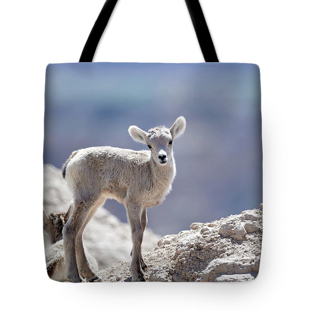 Animal Tote Bag featuring the photograph Baby Big Horn #1 by Paul Freidlund