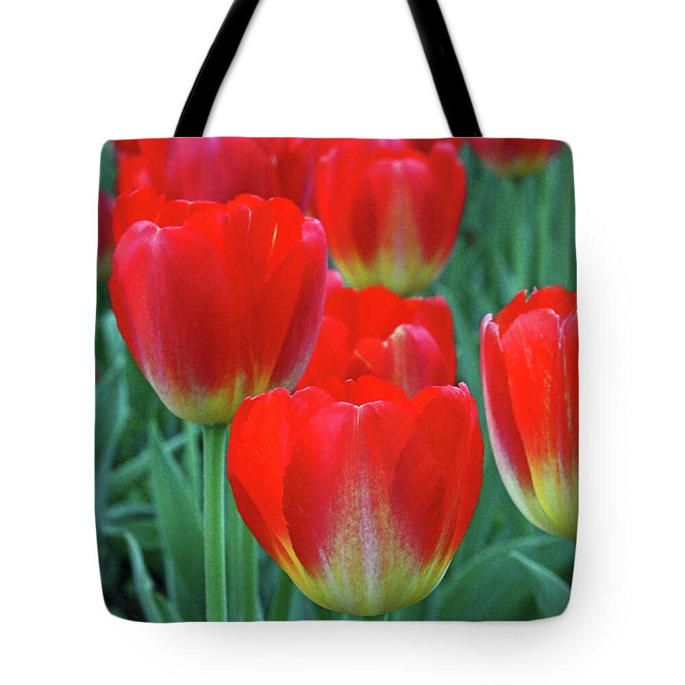Tulip Tote Bag featuring the photograph Banja Luka #2 by Carolyn Stagger Cokley