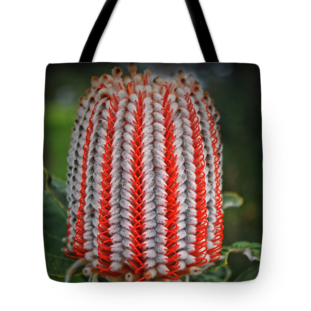Banksia Tote Bag featuring the photograph Banksia Coccinea by Elaine Teague