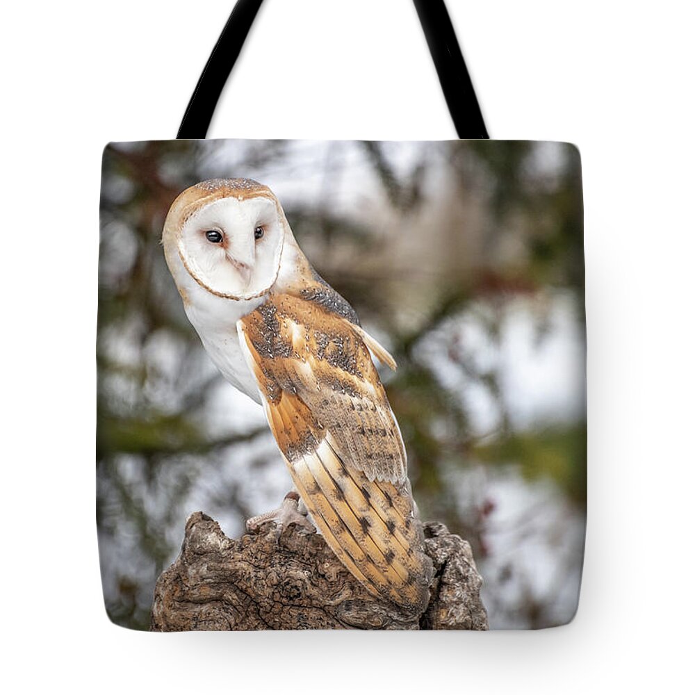 2020 Tote Bag featuring the photograph Barn Owl by Constance Puttkemery
