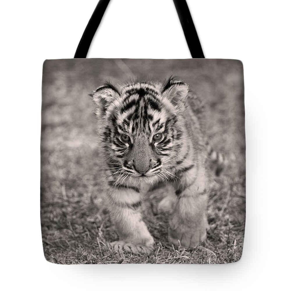 Alone Tote Bag featuring the photograph Bengal Tiger Cub #1 by M Watson