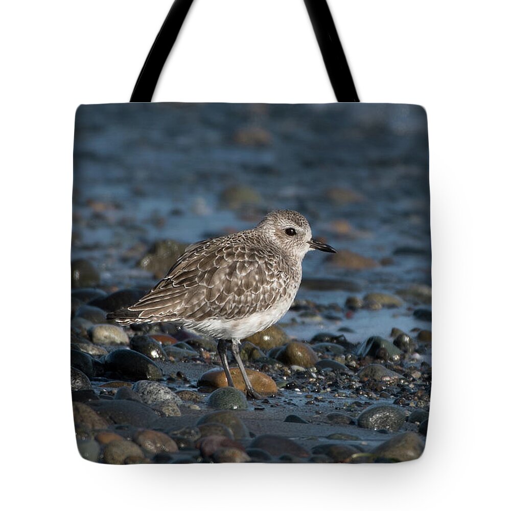 Black-bellied Plover Tote Bag featuring the photograph Black-bellied Plover in Winter Plumage #1 by Nancy Gleason