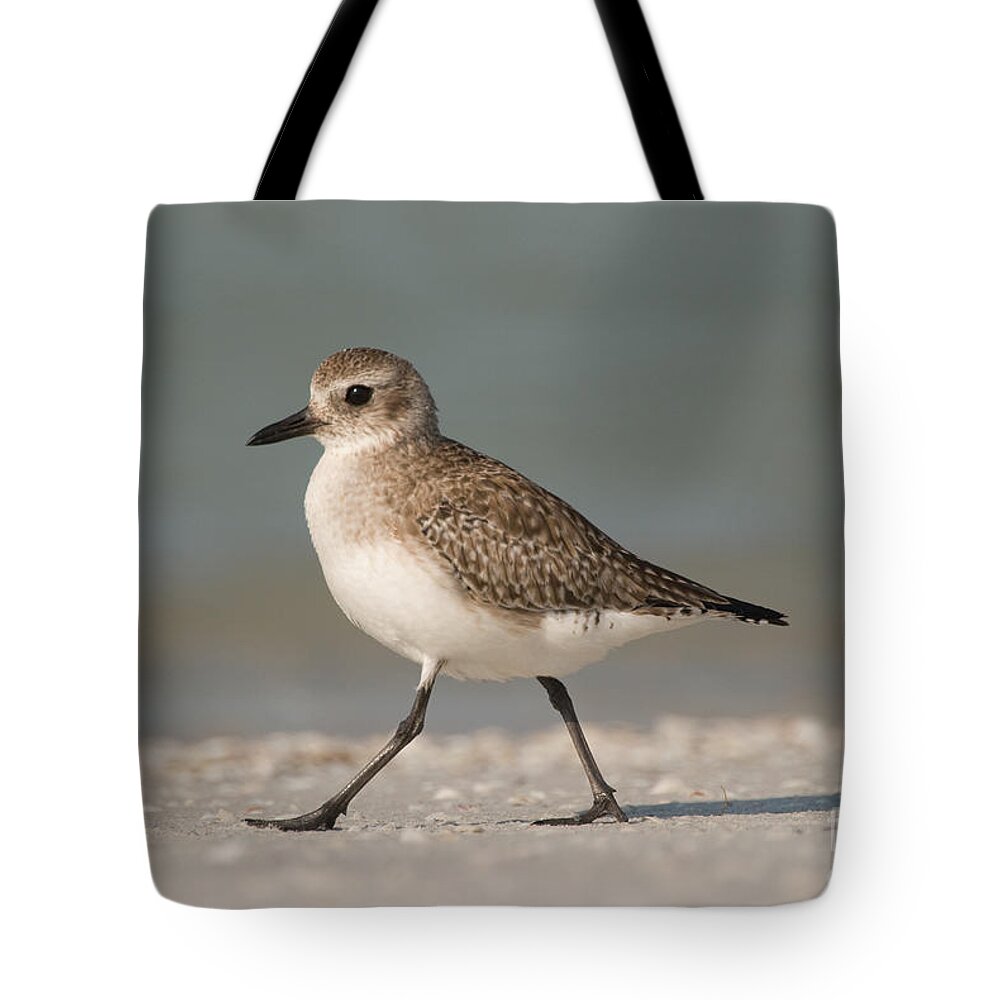 00478498 Tote Bag featuring the photograph Black-bellied Plover #1 by Steve Gettle