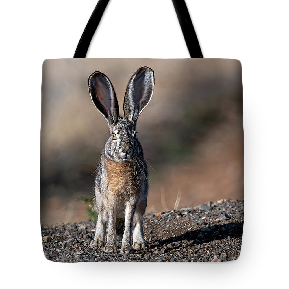 Jackrabbit Tote Bag featuring the photograph Black Tailed Jackrabbit #1 by Rick Mosher