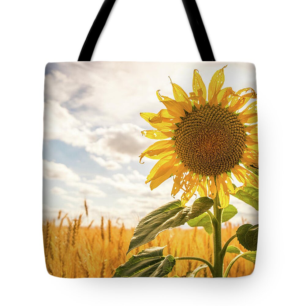Agriculture Tote Bag featuring the photograph Blooming sunflower in rural farmland. #1 by Mike Fusaro