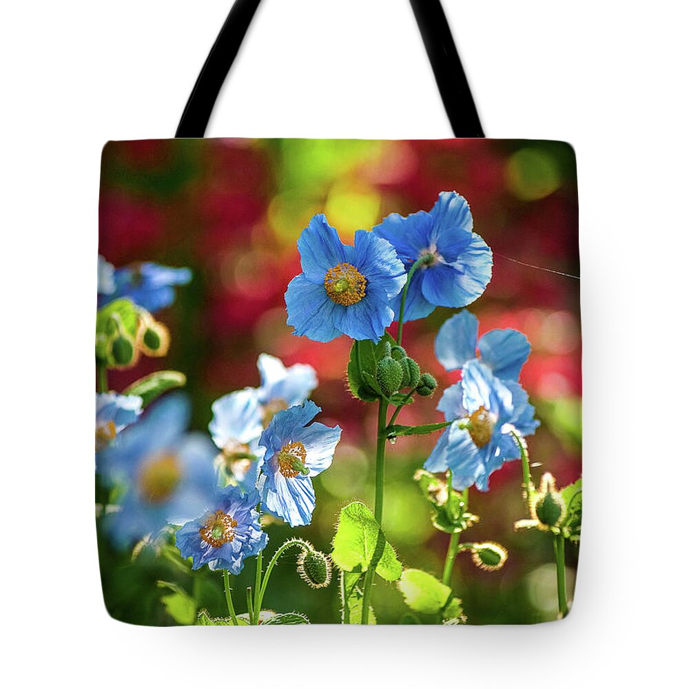Himalayan Blue Poppies Tote Bag featuring the photograph Blue Poppies #1 by Louise Tanguay
