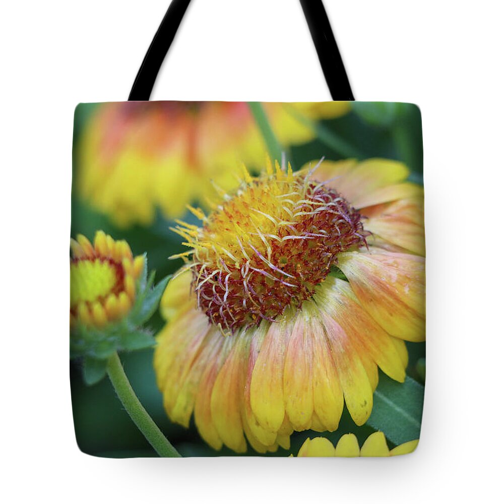 Flower Tote Bag featuring the photograph Bud to Bloom by Mary Anne Delgado