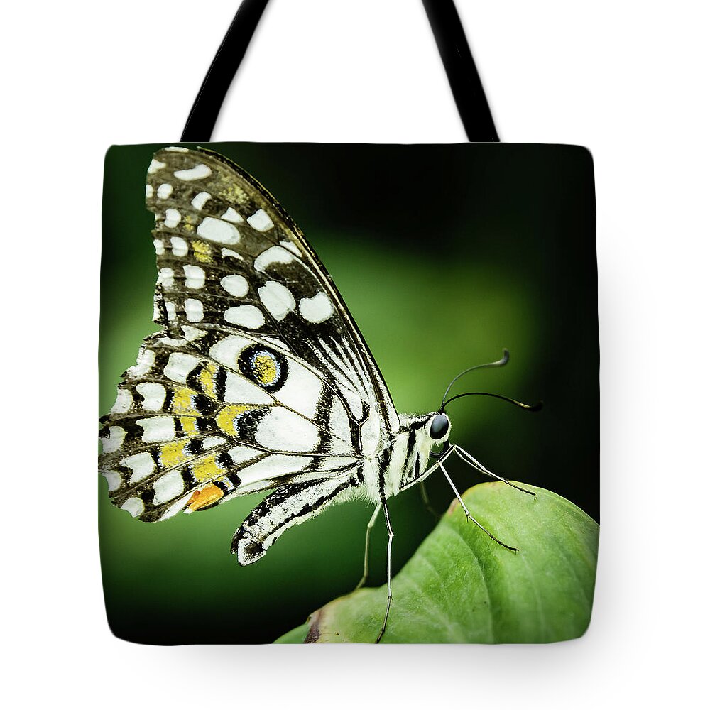 Lepidoptera Tote Bag featuring the photograph Butterfly on a leaf #5 by SAURAVphoto Online Store