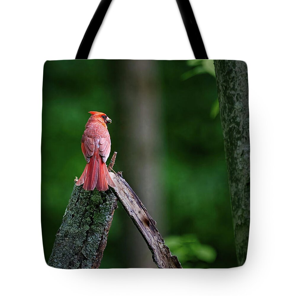 Bird Tote Bag featuring the photograph Cardinal - Back Feathers #1 by Flinn Hackett
