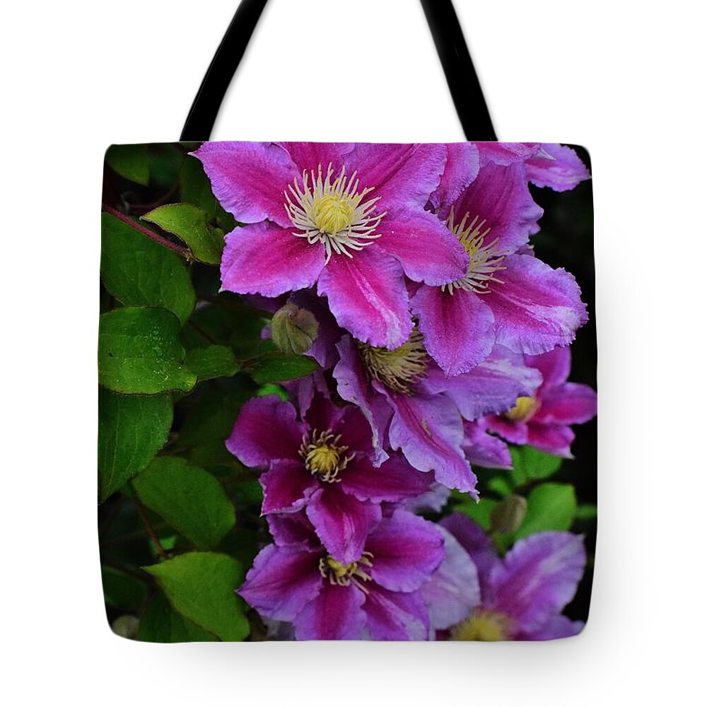 Clematis Tote Bag featuring the photograph Clematis #1 by Jimmy Chuck Smith