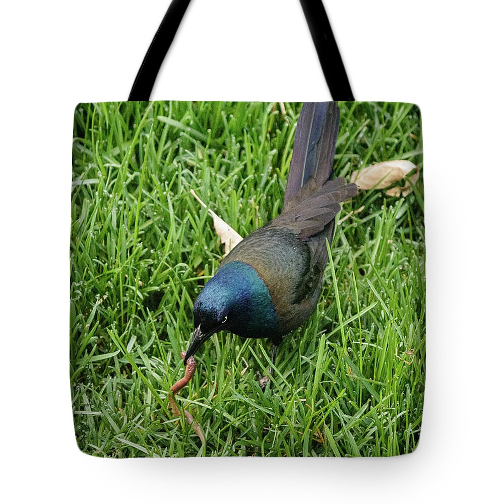 No People Tote Bag featuring the photograph Common Grackle with a worm #1 by SAURAVphoto Online Store