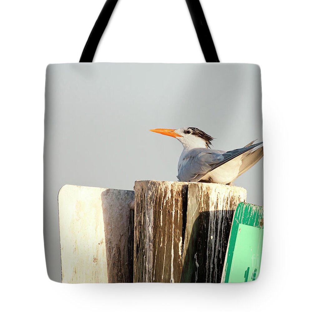 Royal Tern Tote Bag featuring the photograph Curious Royal Tern #1 by Jayne Carney