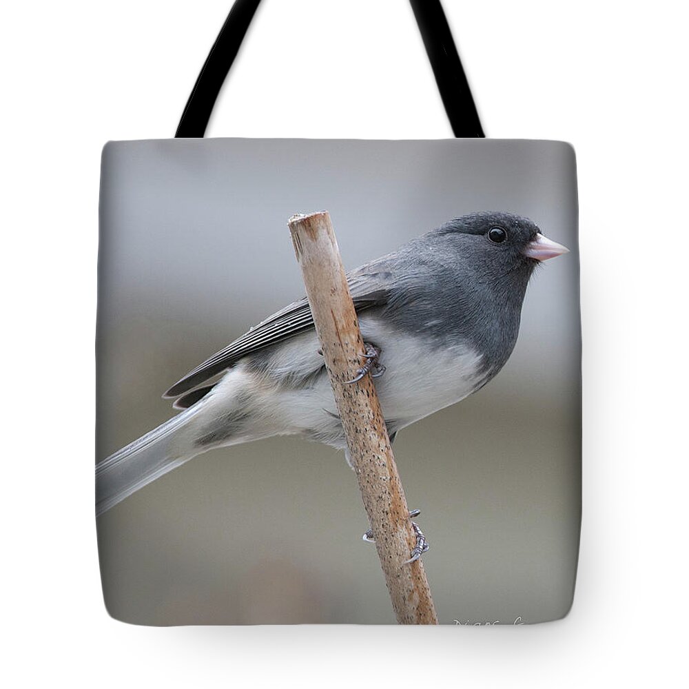 Dark-eyed Junco Tote Bag featuring the photograph Dark-eyed Junco #1 by Diane Giurco