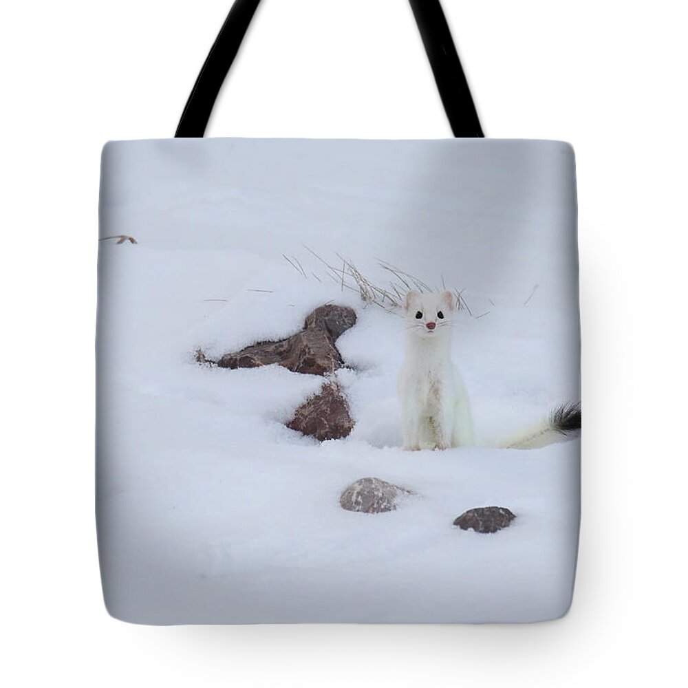 Ermine Tote Bag featuring the photograph Ermine by Brook Burling
