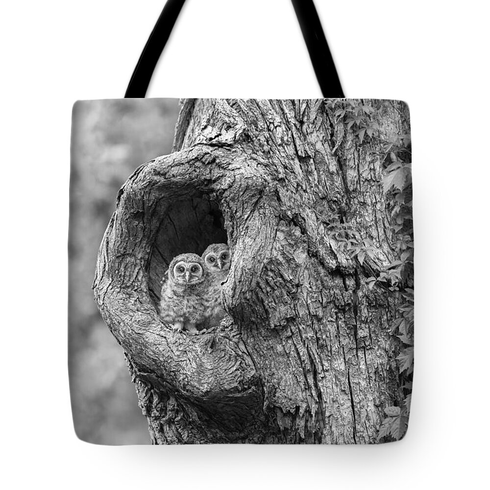 Cute Owlet Tote Bag featuring the photograph Eyes Tell The Story #1 by Puttaswamy Ravishankar