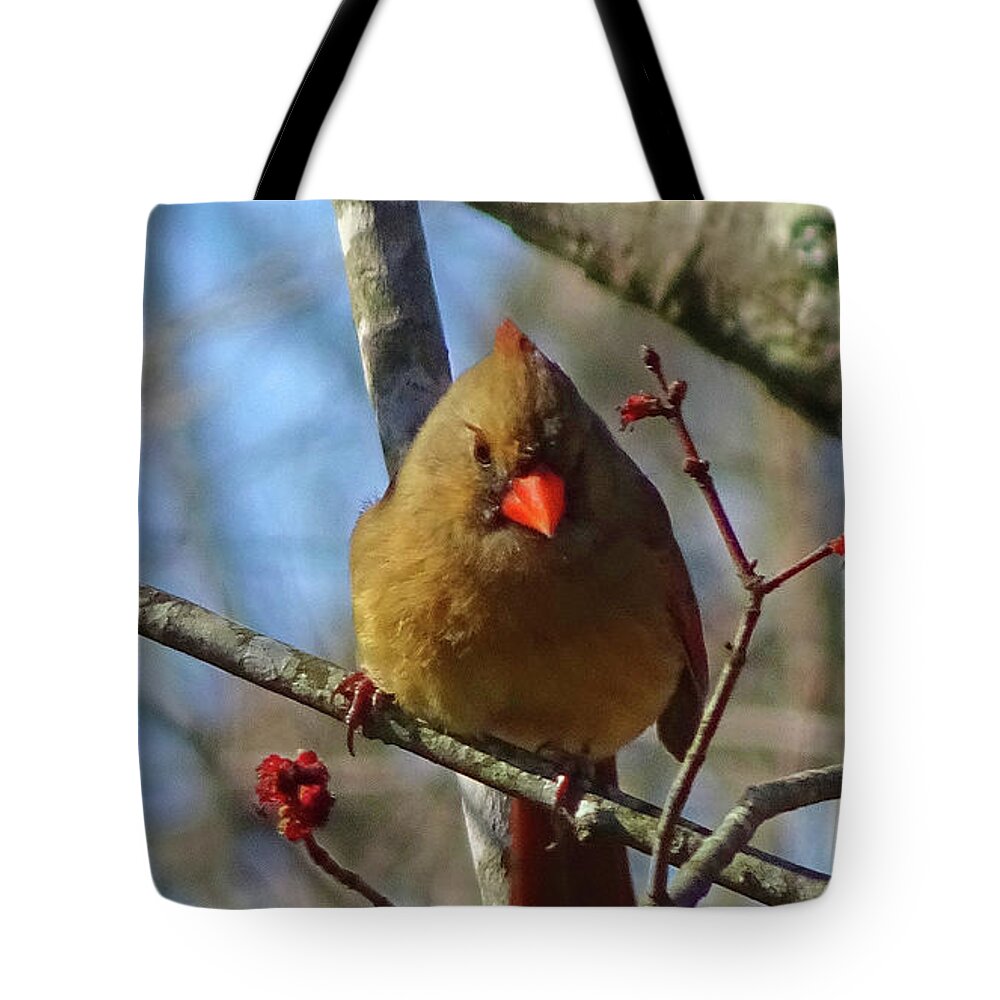 Birds Tote Bag featuring the photograph Female Cardinal #1 by Eunice Warfel