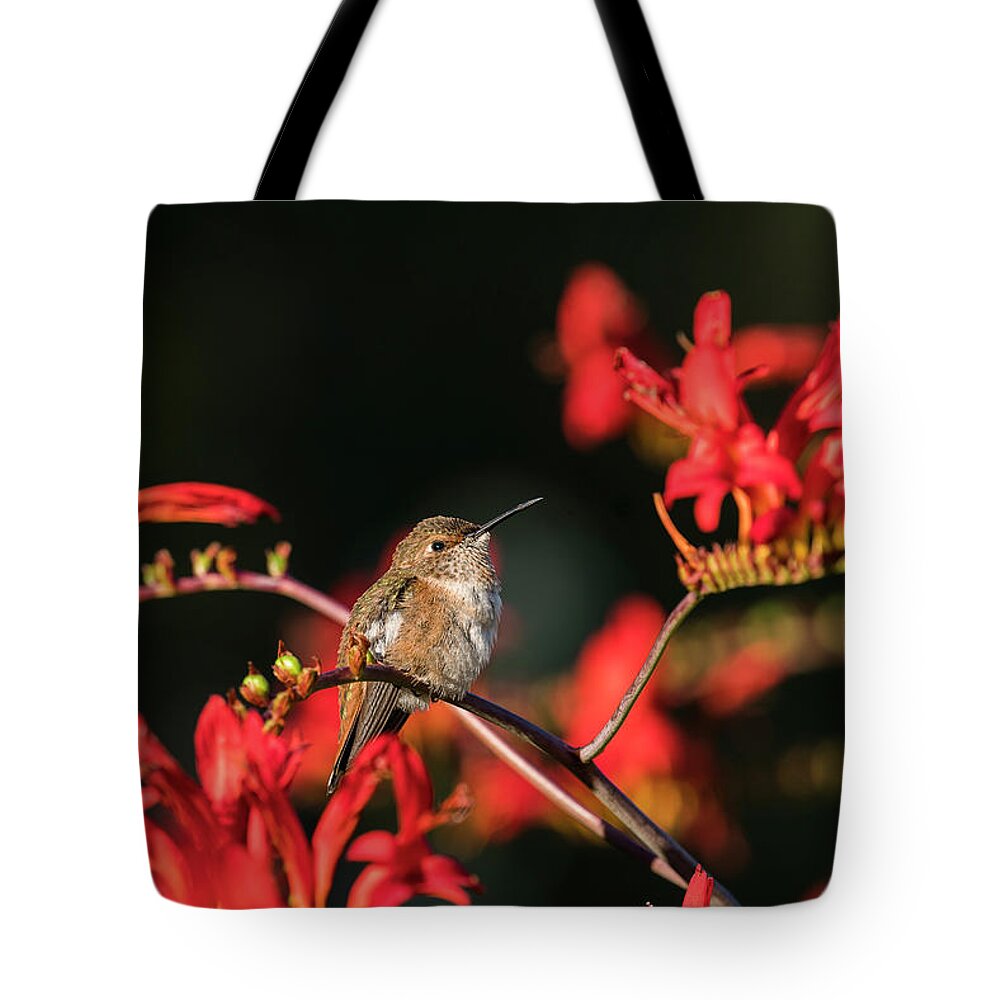 Animals Tote Bag featuring the photograph Female Rufous Hummingbird at Rest by Robert Potts