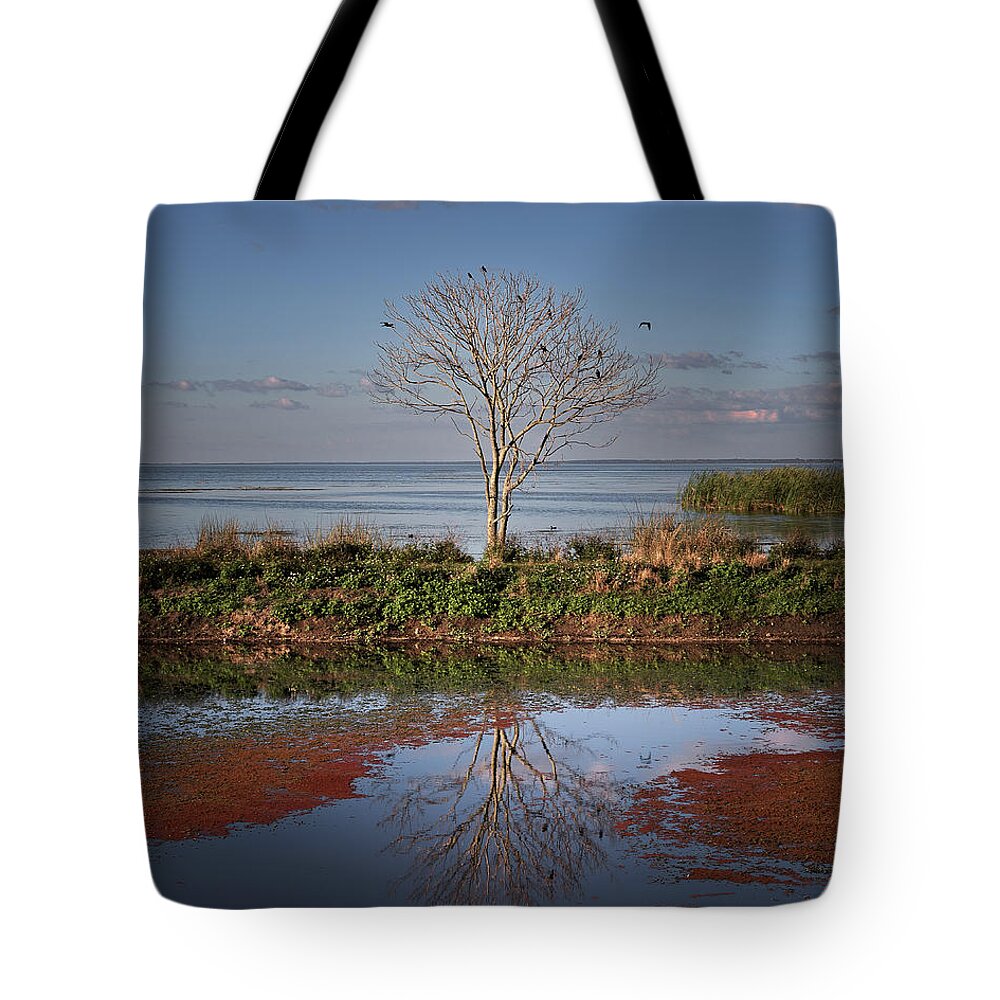 Florida Tote Bag featuring the photograph Reflection of a Solitary Tree by Lars Mikkelsen