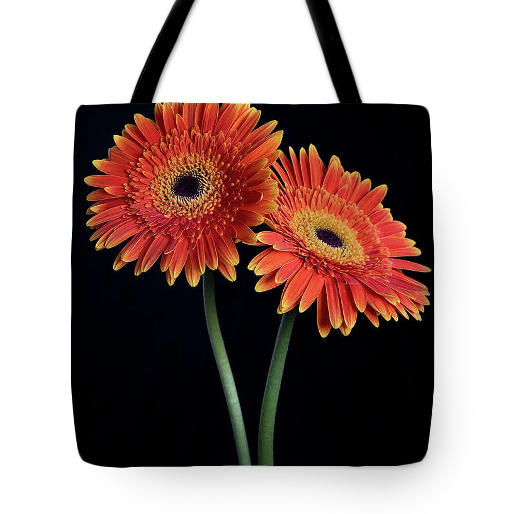 Daisies Tote Bag featuring the photograph Fresh Daisy flower isolated on black background #1 by Michalakis Ppalis