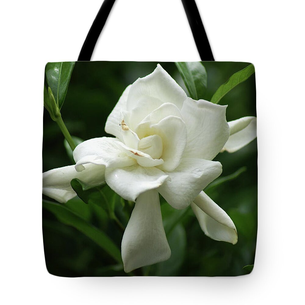  Tote Bag featuring the photograph Gardenia by Heather E Harman