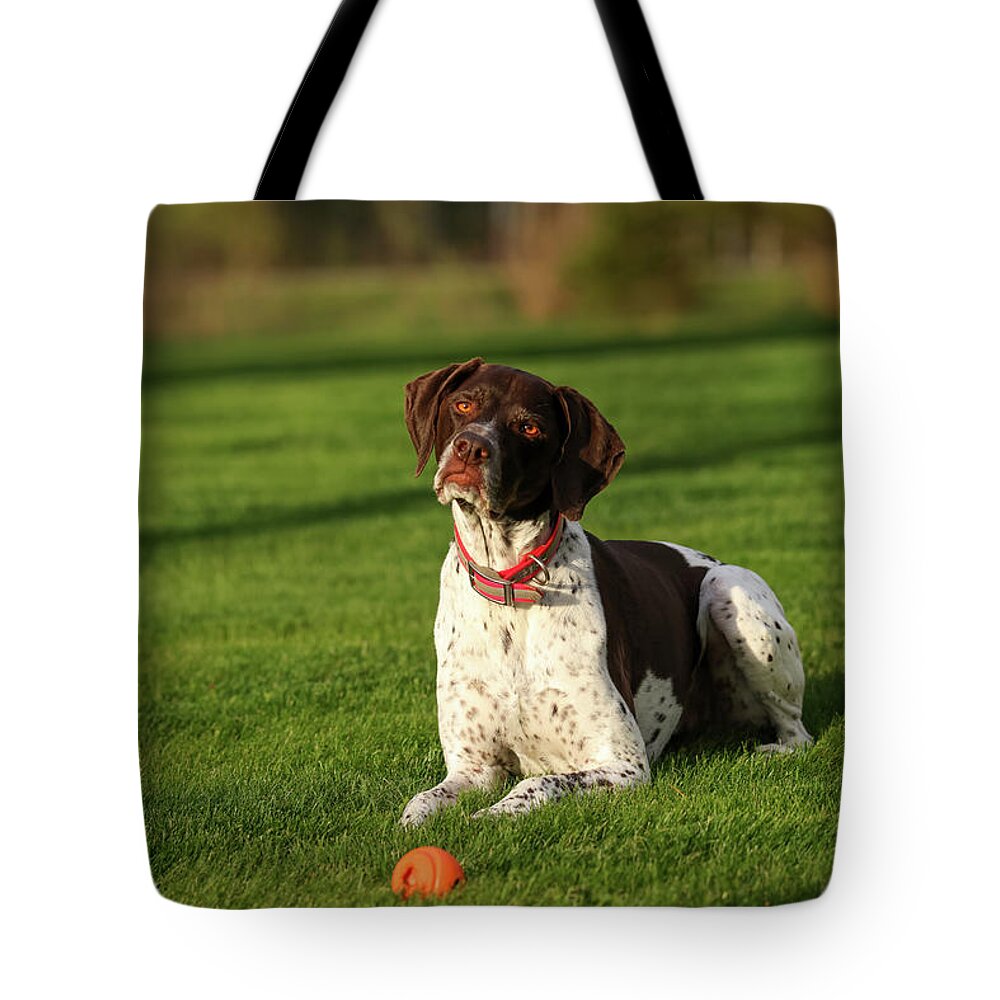 German Shorthaired Tote Bag featuring the photograph German Shorthaired Pointer by Brook Burling