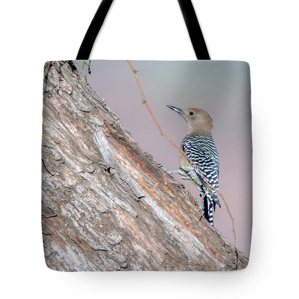 Gila Woodpecker Tote Bag featuring the photograph Gila Woodpecker 3665-020119 by Tam Ryan